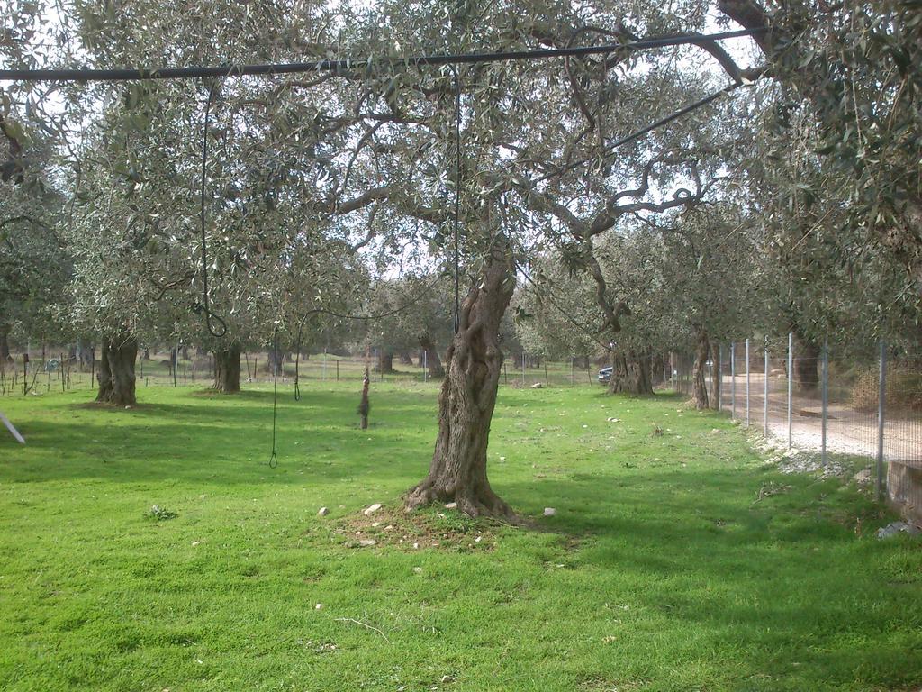 Elea Stone Houses In Organic Quiet Olive Grove, Prinos, Thassos Dış mekan fotoğraf